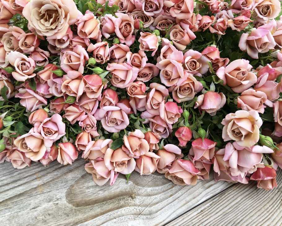 1000-roses